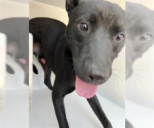 Labrador Retriever-Unknown Mix Dogs for adoption in Houston, TX, USA
