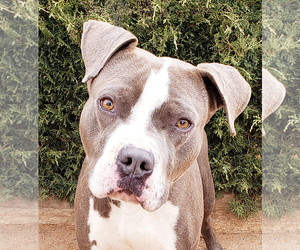 American Pit Bull Terrier Dogs for adoption in Albuquerque, NM, USA