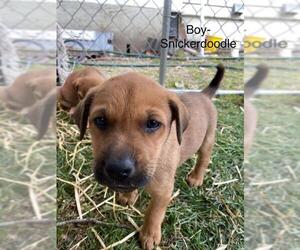 Mutt Dogs for adoption in Thorndale, TX, USA