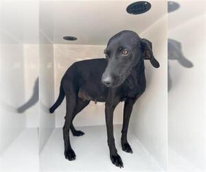 Doberman Pinscher-Unknown Mix Dogs for adoption in Houston, TX, USA