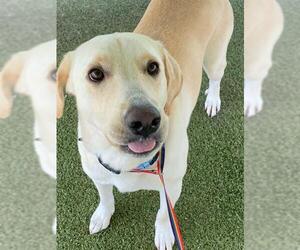 Labrador Retriever-Unknown Mix Dogs for adoption in Fayetteville, NC, USA