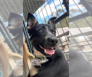 German Shepherd Dog-Unknown Mix Dogs for adoption in Santa Maria, CA, USA