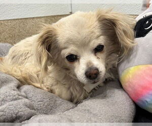Chihuahua-Unknown Mix Dogs for adoption in Riverside, CA, USA