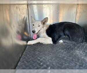 Border Collie Dogs for adoption in HESPERIA, CA, USA