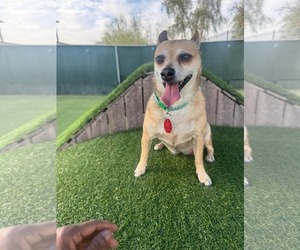 Chihuahua Dogs for adoption in Phoenix, AZ, USA