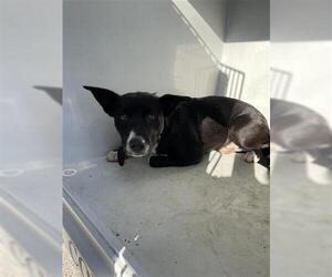 Border Collie Dogs for adoption in Houston, TX, USA