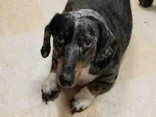 Dachshund Dogs for adoption in Missoula, MT, USA