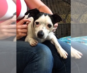 Rat-Cha Dogs for adoption in Ellijay, GA, USA