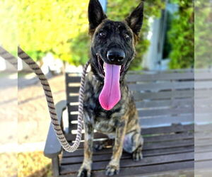 - Mix Dogs for adoption in Imlay City, MI, USA