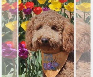 Goldendoodle (Miniature) Dogs for adoption in Cookeville, TN, USA