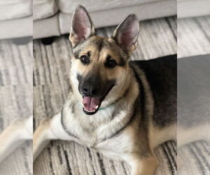 German Shepherd Dog Dogs for adoption in La Grange , NC, USA