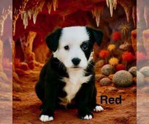 Mutt Dogs for adoption in Sandy, UT, USA
