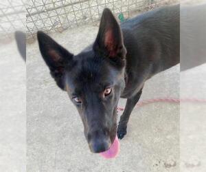 German Shepherd Dog Dogs for adoption in Sacramento, CA, USA