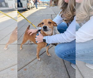 Labrador Retriever-Unknown Mix Dogs for adoption in Aurora, CO, USA