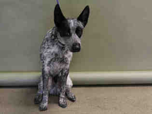 Australian Cattle Dog Dogs for adoption in Salt Lake City, UT, USA