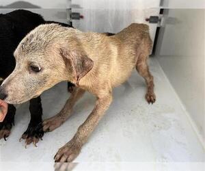 Labrador Retriever-Unknown Mix Dogs for adoption in Houston, TX, USA