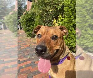 Labrador Retriever-Unknown Mix Dogs for adoption in Boston, MA, USA