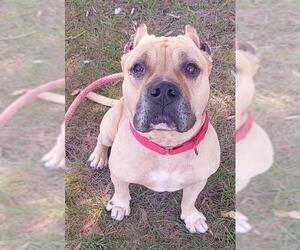 American Staffordshire Terrier Dogs for adoption in Fort Lauderdale, FL, USA