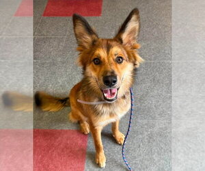 Shollie Dogs for adoption in Lakewood, CO, USA