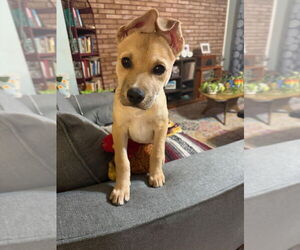 Shepradors Dogs for adoption in Lakewood, CO, USA