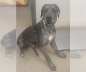 Great Dane Dogs for adoption in Santa Maria, CA, USA