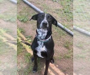 Borador Dogs for adoption in Princeton, MN, USA