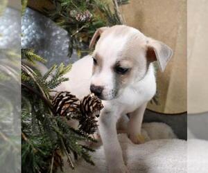 Bulldog Dogs for adoption in Sheridan, CO, USA