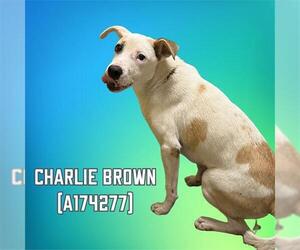 American Pit Bull Terrier-Unknown Mix Dogs for adoption in Tulsa, OK, USA