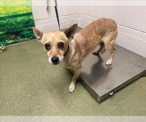 Chihuahua Dogs for adoption in Moreno Valley, CA, USA