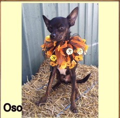 Chihuahua Dogs for adoption in Non LIsted, WI, USA