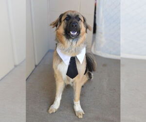 Mutt Dogs for adoption in McKinney, TX, USA