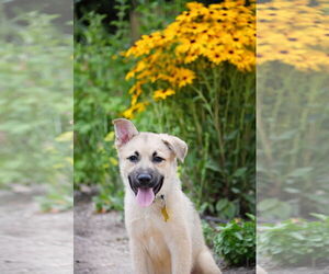 Mutt Dogs for adoption in Sandy, UT, USA