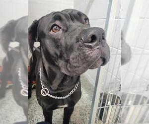 Great Dane-Unknown Mix Dogs for adoption in Vaughan, Ontario, Canada