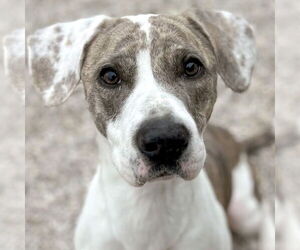 Mutt Dogs for adoption in Jefferson, WI, USA