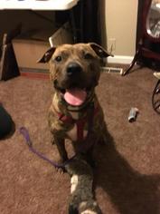 American Bandogge mastiff Dogs for adoption in Kettering, OH, USA