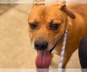 American Pit Bull Terrier-Unknown Mix Dogs for adoption in Tulsa, OK, USA