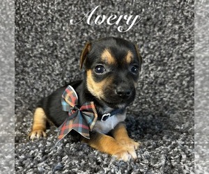 Mutt Dogs for adoption in Grafton, WI, USA