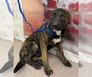 Holland Shepherd-Unknown Mix Dogs for adoption in San Bernardino, CA, USA