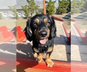 Dachshund-Unknown Mix Dogs for adoption in Seal Beach, CA, USA