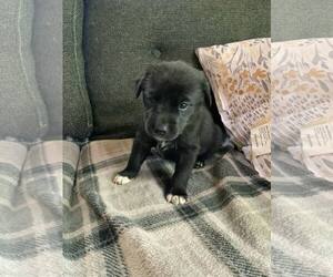 Border Collie-Huskies  Mix Dogs for adoption in Princeton, MN, USA