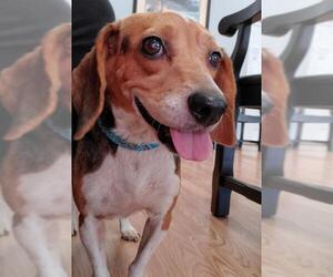Beagle Dogs for adoption in Blacksburg, SC, USA