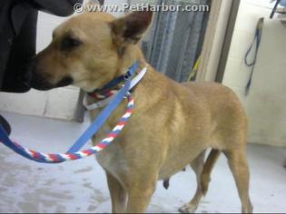 Medium Photo #2 German Shepherd Dog-Unknown Mix Puppy For Sale in Conroe, TX, USA
