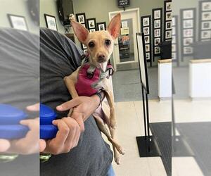 Chihuahua-Unknown Mix Dogs for adoption in Long Beach, CA, USA