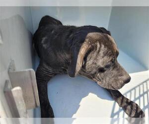 Labrador Retriever Dogs for adoption in Houston, TX, USA