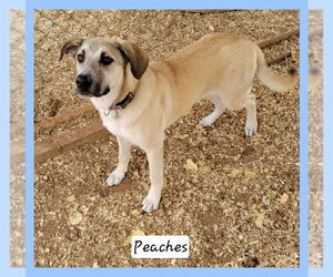 Anatolian Shepherd-Unknown Mix Dogs for adoption in Granbury, TX, USA