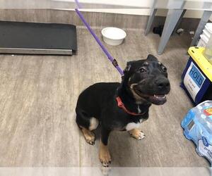 German Shepherd Dog-Unknown Mix Dogs for adoption in Pasadena, CA, USA