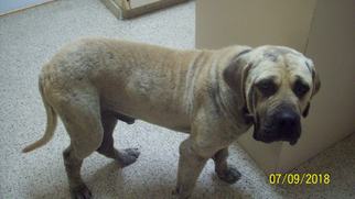 Bullmastiff Dogs for adoption in Crossville, AL, USA
