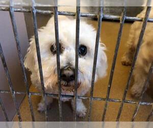 Bichon Frise Dogs for adoption in Martinez, CA, USA
