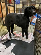 Borador Dogs for adoption in Pembroke, GA, USA