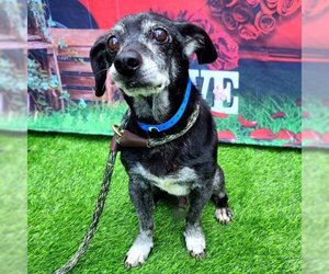 Chiweenie Dogs for adoption in Long Beach, CA, USA